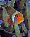   Beautiful Anenome Fish.As if artist painted colors Gods design was captured lens Red Sea. Fish. Fish Sea  